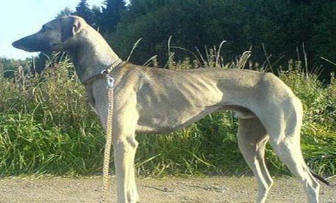 怎么判断爱尔兰水猎犬得了什么病