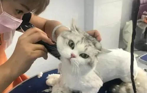 猫和狗哪个好养
