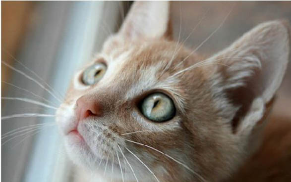 两个月小猫到处拉屎
