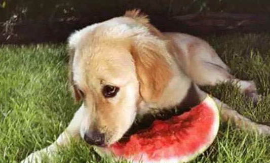 狗狗得细小的早期症状?