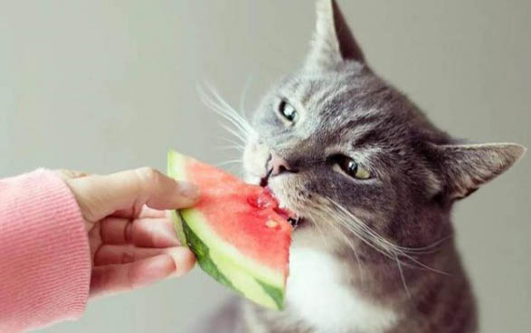 刚出生小猫怎么判断矮脚猫?