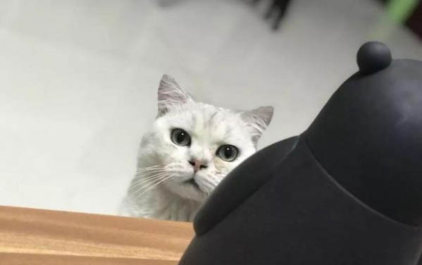 猫咪吃蒙脱石散要禁食吗?