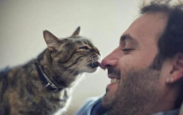 猫耳朵脏怎么清理