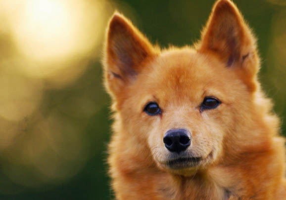 阿富汗猎犬如何训练