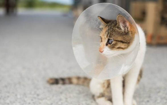 小猫一直打呼噜怎么回事儿