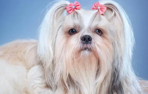 西施犬嘴毛修剪方法教程