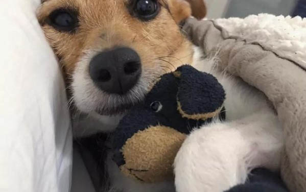 想知道狗狗怀孕最明显的征兆