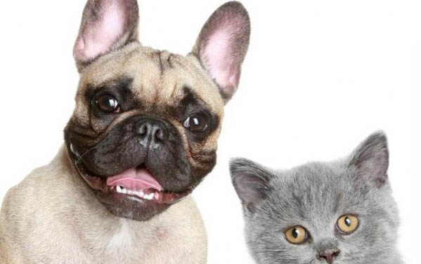 土狗拉肚子吃什么药最好