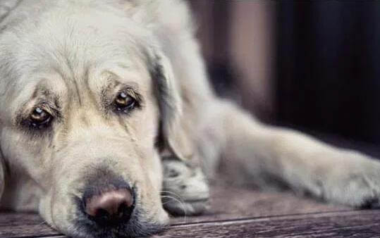 狼狗和藏獒哪个厉害 藏獒的克星