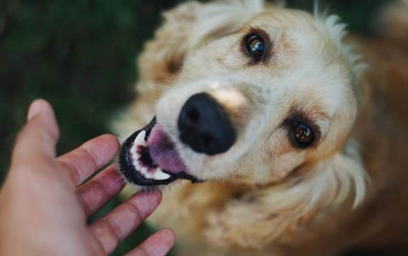 狗狗被车撞死后不闭眼睛的原因