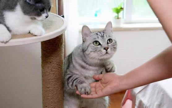 怎么确定猫认主人
