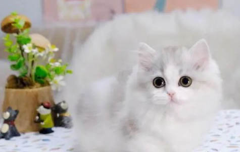 小猫到新家拉稀要多久