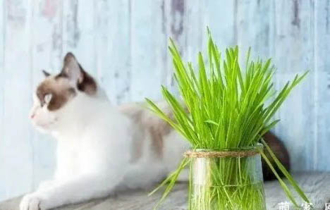 两个月猫咪拉软便正常吗