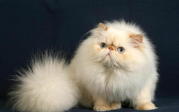 训练猫咪记住自己的名字有妙招