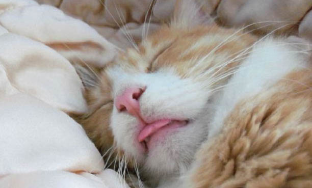 猫咪后背有软的鼓包?