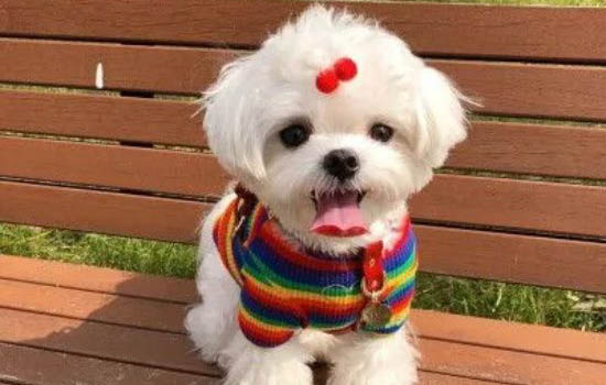 狗狗呕吐食欲不振精神不好是出什么问题了?