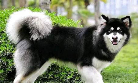 买成年的阿拉斯加犬好吗