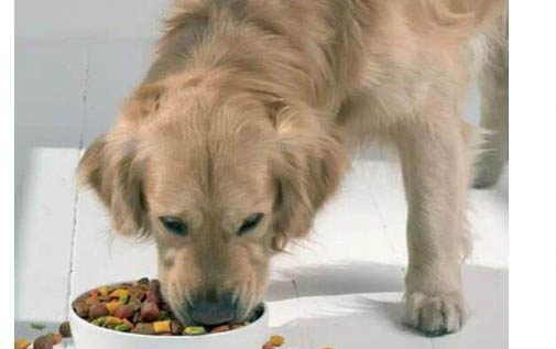 狗狗可以吃的食物大全