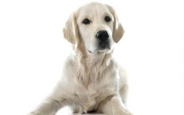 家里的狗狗得过犬瘟多久可以养其他的狗狗?