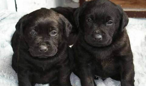 如何选择拉布拉多幼犬