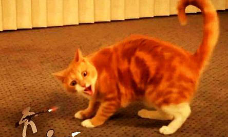 橘猫眼屎多的原因及处理方法
