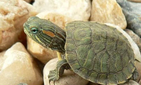巴西龟开心时有哪些表现？
