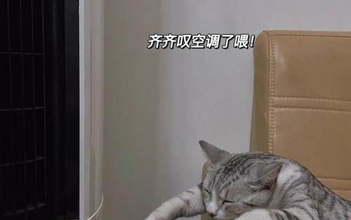 小猫一直咕噜然后舔我是怎么回事