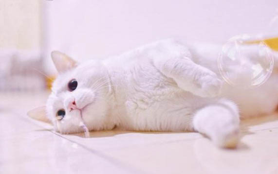 猫咪为什么会眼屎多