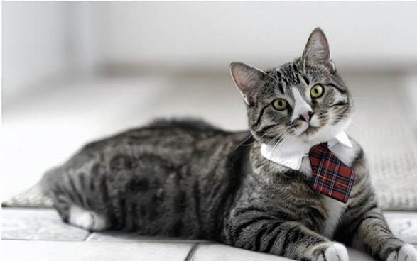 猫咪的胡须可以剪吗?