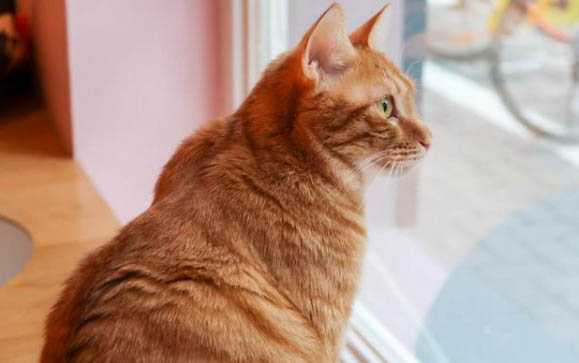 小猫肚子一抽一抽的喘气费劲的原因