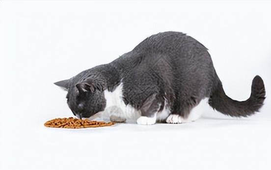 猫咪几天不吃不喝还呕吐怎么治