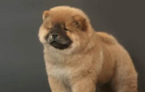 松狮犬分娩需要多长时间