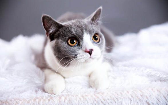 猫咪中毒死了会怎么样啊