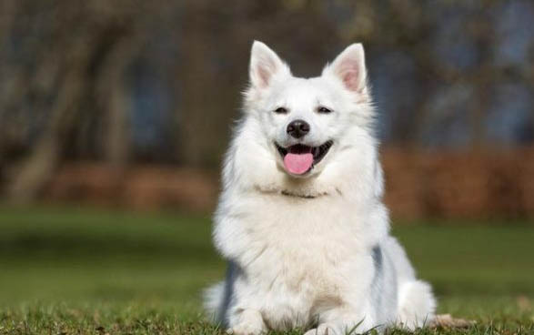 小萨摩耶犬多少钱一只