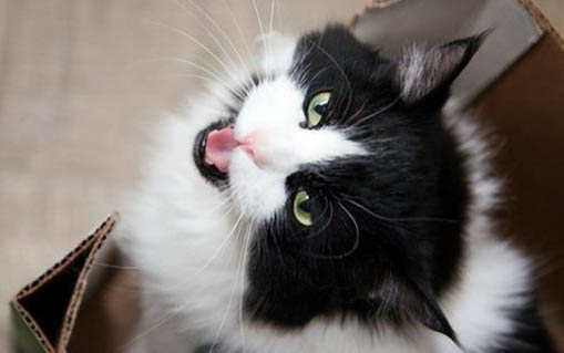 猫多大可以配种生小猫