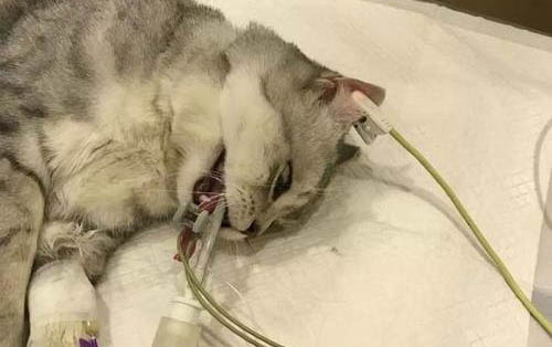 请问猫咪呕吐的原因及处理方法?