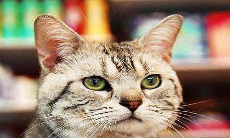 英国短毛猫有哪些缺点