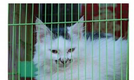 新生小猫不吃奶老叫唤什么病呢