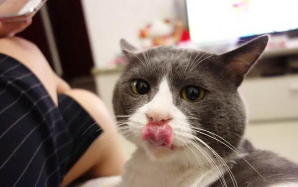 猫咪狗狗驱虫药哪个好