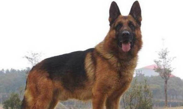 选购英国古代牧羊犬时要注意什么