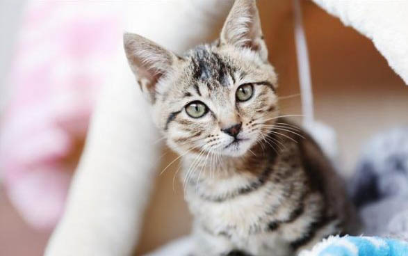 猫咪吃什么猫粮好