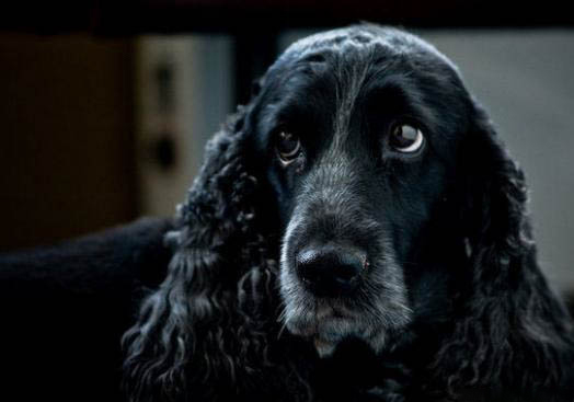 英国可卡犬口吐白沫的原因及处理方法