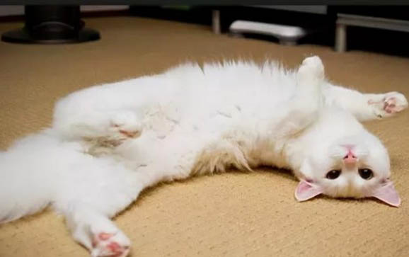 猫咪呕吐流口水死了