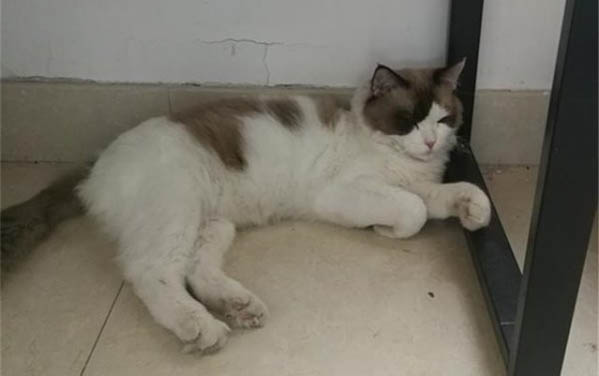 刚满月的小猫不吃不喝是怎么回事