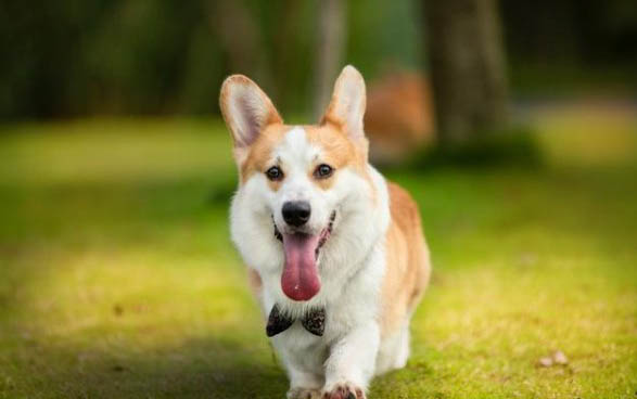狗狗打疫苗前都需要做哪些检查
