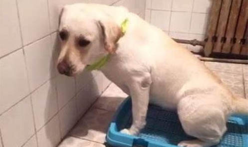 泰迪幼犬狗粮哪个牌子的品质好