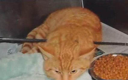 小猫喜欢舔人手是什么原因