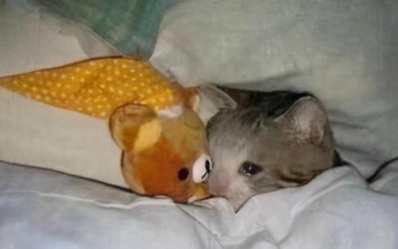 小猫咪出生几天睁眼睛