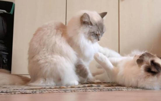 小猫出生十天拉不出屎,可能的原因及处理方法