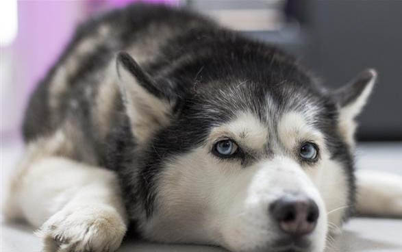 犬瘟细小病毒存活时间是多久